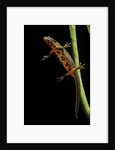 Cynops pyrrhogaster (Japanese fire-bellied newt) by Anonymous
