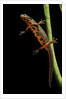 Cynops pyrrhogaster (Japanese fire-bellied newt) by Anonymous