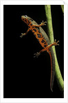 Cynops pyrrhogaster (Japanese fire-bellied newt) by Anonymous