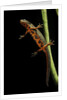 Cynops pyrrhogaster (Japanese fire-bellied newt) by Anonymous