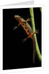 Cynops pyrrhogaster (Japanese fire-bellied newt) by Anonymous