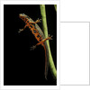 Cynops pyrrhogaster (Japanese fire-bellied newt) by Anonymous