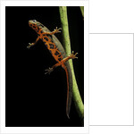 Cynops pyrrhogaster (Japanese fire-bellied newt) by Anonymous
