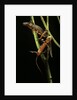 Cynops pyrrhogaster (Japanese fire-bellied newt) by Anonymous