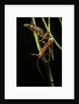 Cynops pyrrhogaster (Japanese fire-bellied newt) by Anonymous