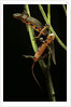 Cynops pyrrhogaster (Japanese fire-bellied newt) by Anonymous