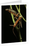 Cynops pyrrhogaster (Japanese fire-bellied newt) by Anonymous