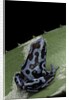 Dendrobates auratus f. blue (green and black poison dart frog) by Anonymous