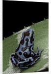 Dendrobates auratus f. blue (green and black poison dart frog) by Anonymous