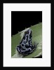 Dendrobates auratus f. blue (green and black poison dart frog) by Anonymous