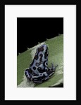 Dendrobates auratus f. blue (green and black poison dart frog) by Anonymous