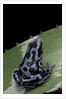 Dendrobates auratus f. blue (green and black poison dart frog) by Anonymous