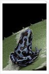 Dendrobates auratus f. blue (green and black poison dart frog) by Anonymous