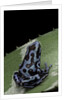 Dendrobates auratus f. blue (green and black poison dart frog) by Anonymous