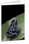 Dendrobates auratus f. blue (green and black poison dart frog) by Anonymous