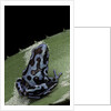 Dendrobates auratus f. blue (green and black poison dart frog) by Anonymous