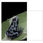 Dendrobates auratus f. blue (green and black poison dart frog) by Anonymous