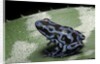 Dendrobates auratus f. blue (green and black poison dart frog) by Anonymous
