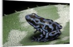 Dendrobates auratus f. blue (green and black poison dart frog) by Anonymous