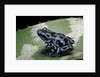Dendrobates auratus f. blue (green and black poison dart frog) by Anonymous