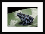 Dendrobates auratus f. blue (green and black poison dart frog) by Anonymous