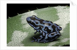 Dendrobates auratus f. blue (green and black poison dart frog) by Anonymous