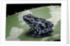 Dendrobates auratus f. blue (green and black poison dart frog) by Anonymous