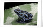 Dendrobates auratus f. blue (green and black poison dart frog) by Anonymous