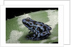 Dendrobates auratus f. blue (green and black poison dart frog) by Anonymous