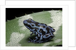 Dendrobates auratus f. blue (green and black poison dart frog) by Anonymous