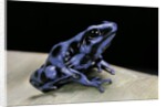 Dendrobates auratus f. blue (green and black poison dart frog) by Anonymous