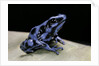 Dendrobates auratus f. blue (green and black poison dart frog) by Anonymous
