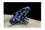 Dendrobates auratus f. blue (green and black poison dart frog) by Anonymous