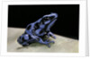 Dendrobates auratus f. blue (green and black poison dart frog) by Anonymous