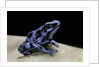 Dendrobates auratus f. blue (green and black poison dart frog) by Anonymous