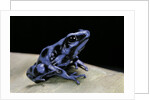 Dendrobates auratus f. blue (green and black poison dart frog) by Anonymous