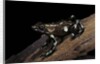 Dendrobates auratus f. tobago (green and black poison dart frog) by Anonymous