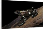 Dendrobates auratus f. tobago (green and black poison dart frog) by Anonymous