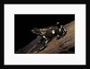 Dendrobates auratus f. tobago (green and black poison dart frog) by Anonymous