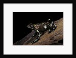 Dendrobates auratus f. tobago (green and black poison dart frog) by Anonymous