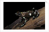 Dendrobates auratus f. tobago (green and black poison dart frog) by Anonymous