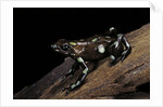Dendrobates auratus f. tobago (green and black poison dart frog) by Anonymous