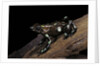 Dendrobates auratus f. tobago (green and black poison dart frog) by Anonymous