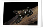Dendrobates auratus f. tobago (green and black poison dart frog) by Anonymous