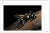 Dendrobates auratus f. tobago (green and black poison dart frog) by Anonymous