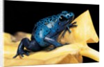 Dendrobates azureus (blue poison dart frog) by Corbis