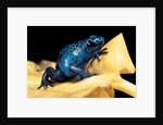 Dendrobates azureus (blue poison dart frog) by Anonymous