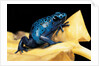 Dendrobates azureus (blue poison dart frog) by Anonymous