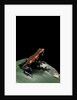 Adelphobates galactonotus (splash-backed poison frog) by Anonymous