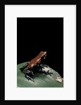 Adelphobates galactonotus (splash-backed poison frog) by Anonymous